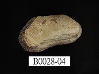 藏品(青鬍魁蛤)的圖片